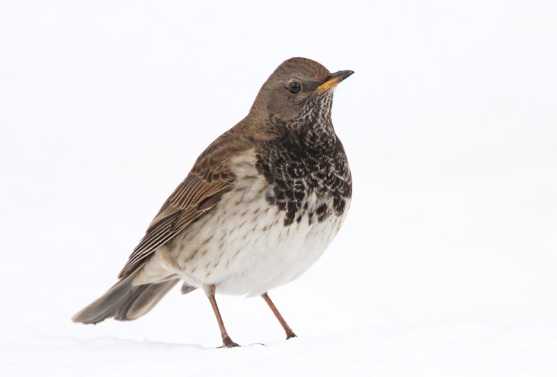 Mustakaularastas Turdus atrogularis