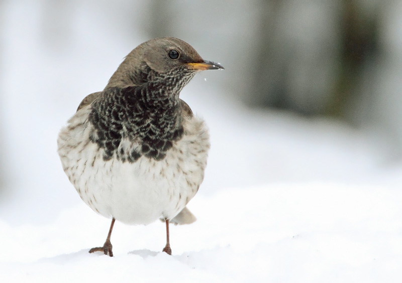 Mustakaularastas Turdus atrogularis