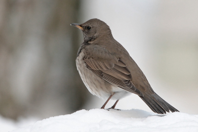 Mustakaularastas Turdus atrogularis
