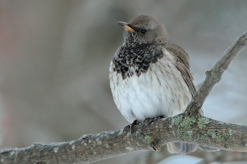 Mustakaularastas Turdus atrogularis