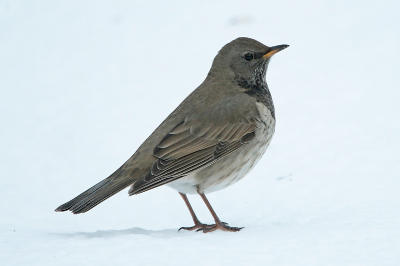 Mustakaularastas Turdus atrogularis