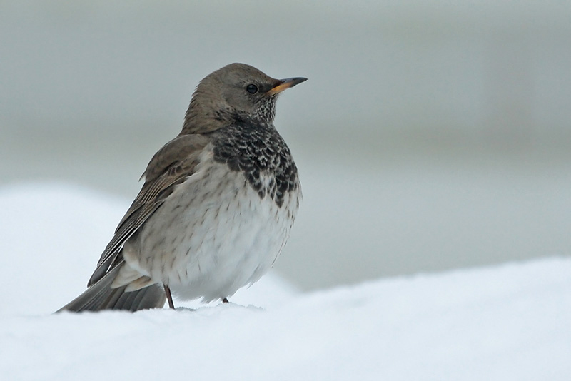 Mustakaularastas Turdus atrogularis