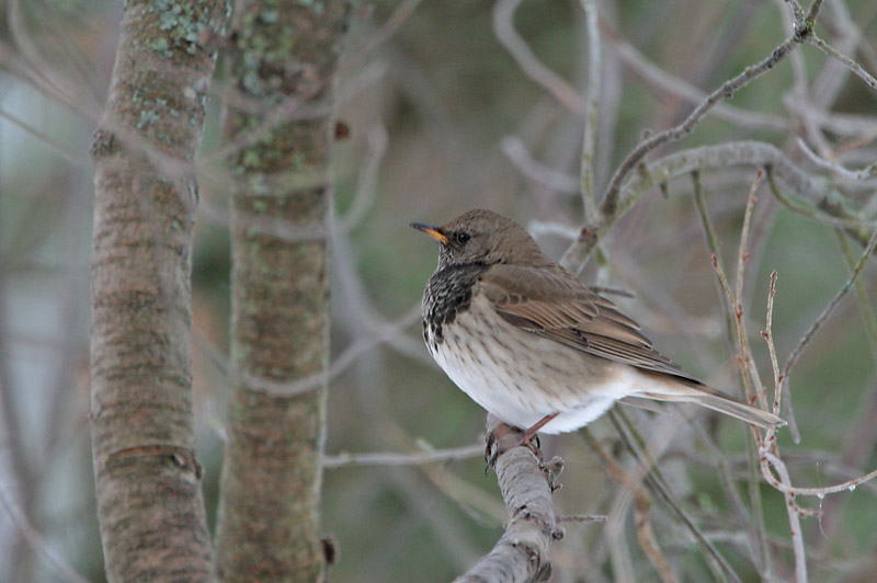 Mustakaularastas Turdus atrogularis