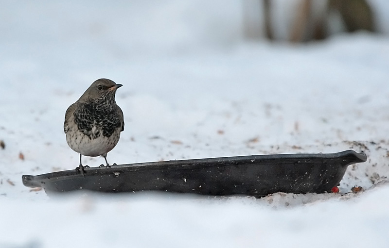 Mustakaularastas Turdus atrogularis