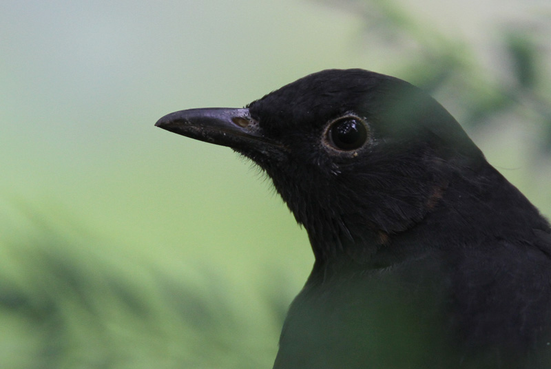Mustarastas Common Blackbird (Turdus merula)