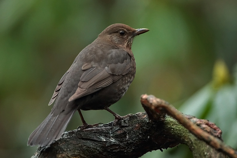 Mustarastas Common Blackbird (Turdus merula)