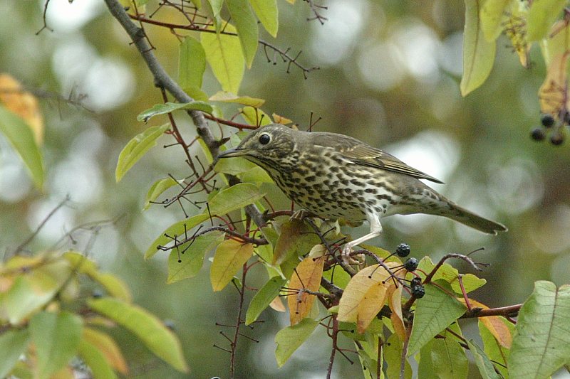 Laulurastas (Turdus philomenos)