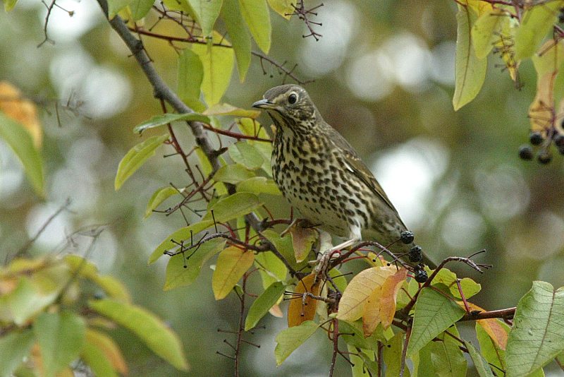 Laulurastas (Turdus philomenos)