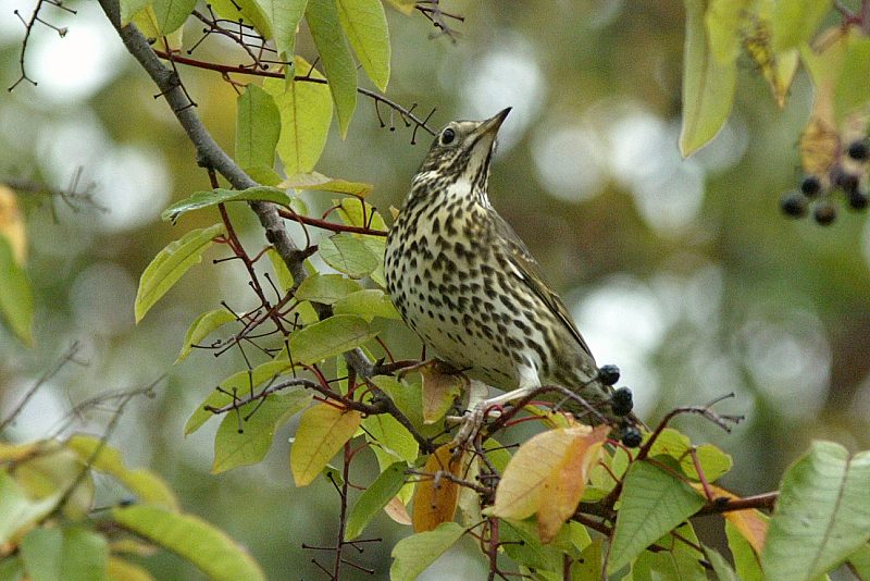 Laulurastas (Turdus philomenos)