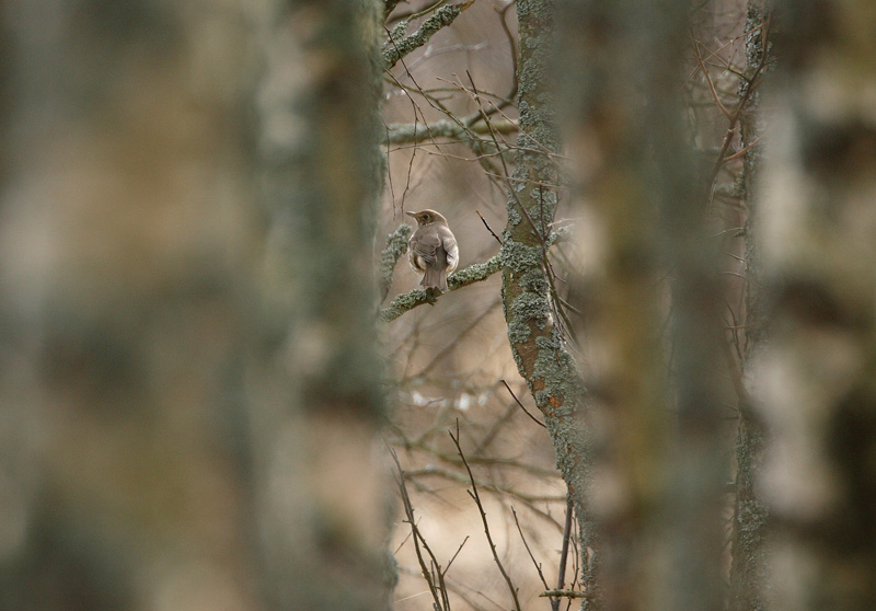 Laulurastas (Turdus philomenos)