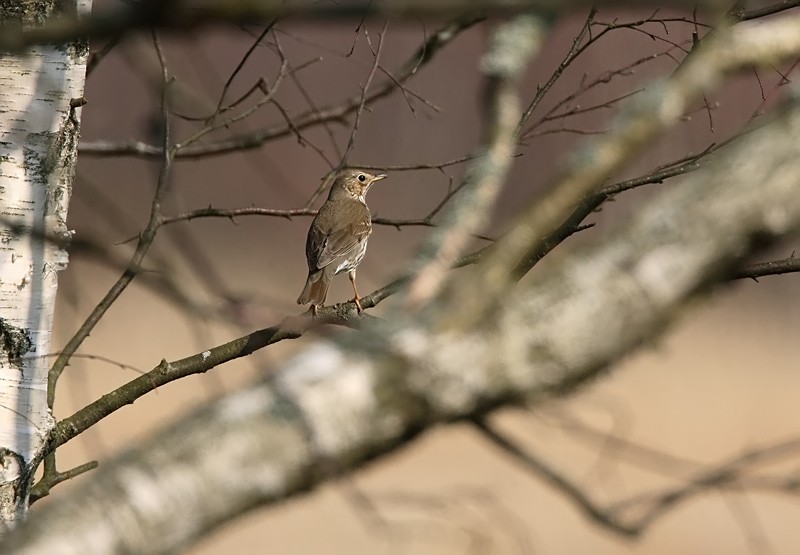 Laulurastas Song Trush (Turdus philomenos)