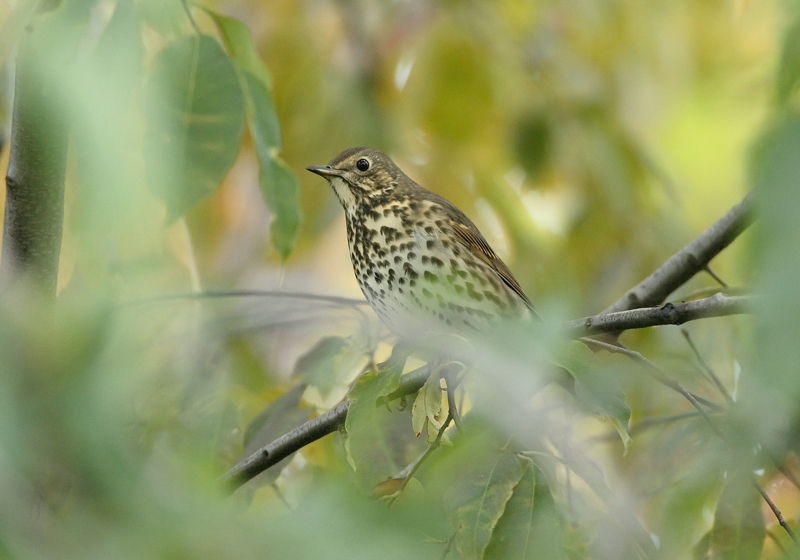Laulurastas Song Trush (Turdus philomenos)