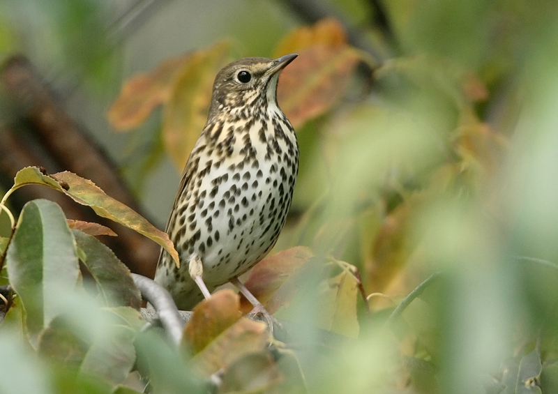 Laulurastas Song Trush (Turdus philomenos)