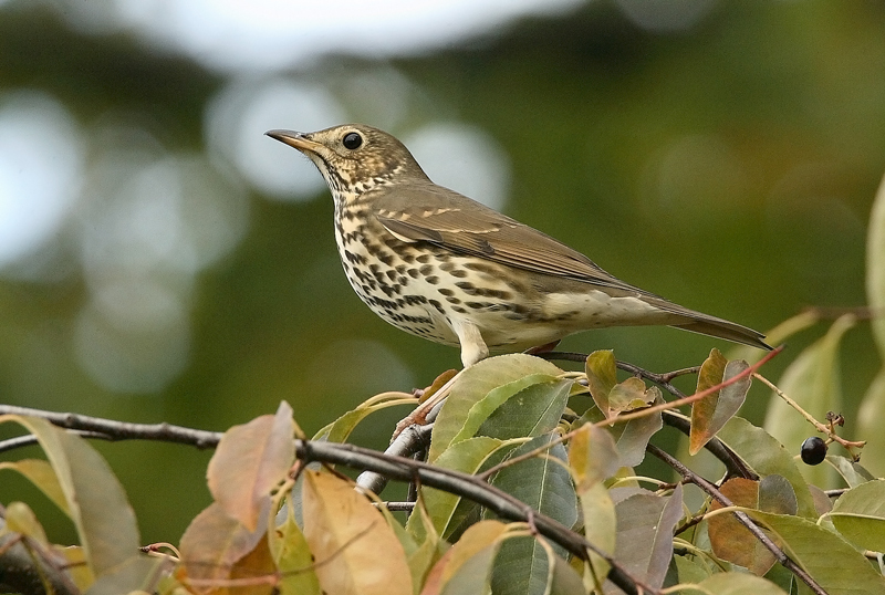 Laulurastas Song Trush (Turdus philomenos)