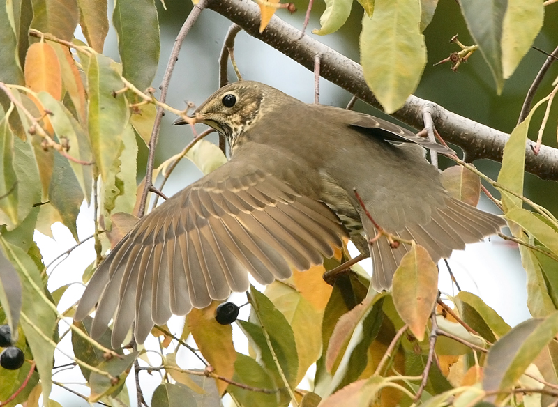 Laulurastas Song Trush (Turdus philomenos)