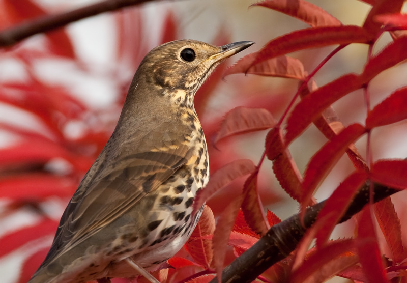 Laulurastas Song Trush (Turdus philomenos)