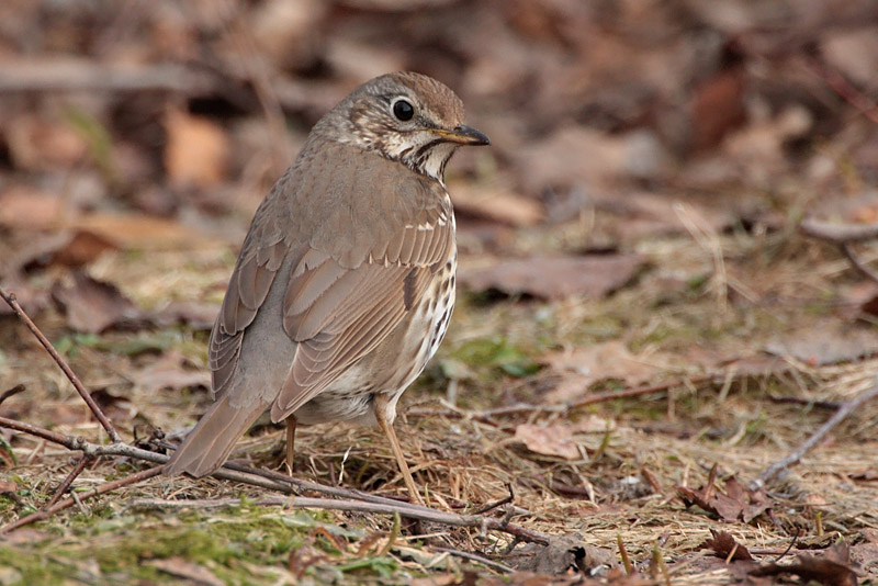 Laulurastas Song Trush (Turdus philomenos)