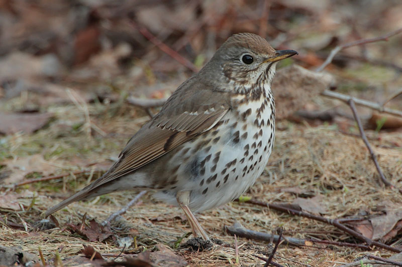 Laulurastas Song Trush (Turdus philomenos)