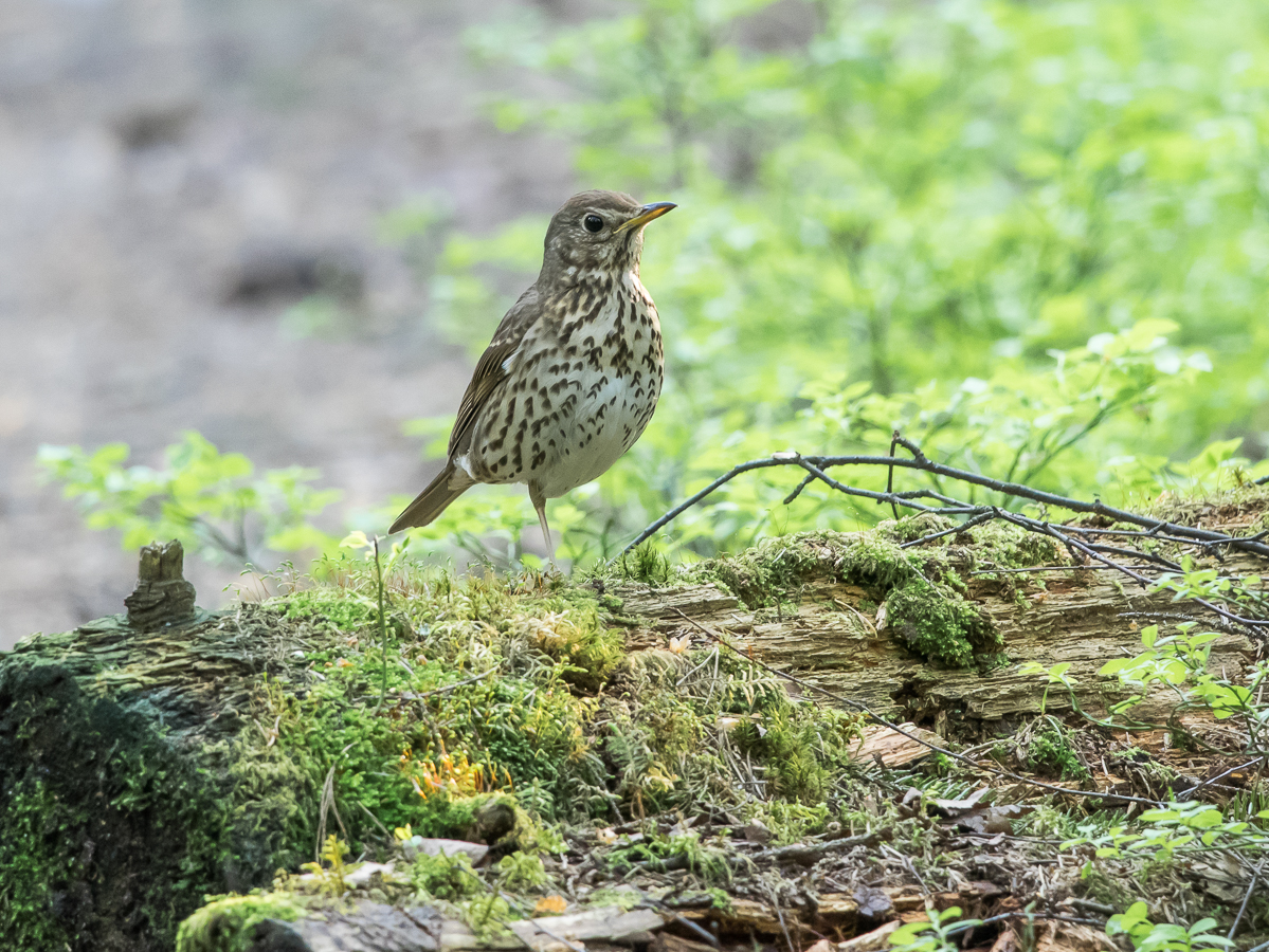 Laulurastas Song Trush (Turdus philomelos)