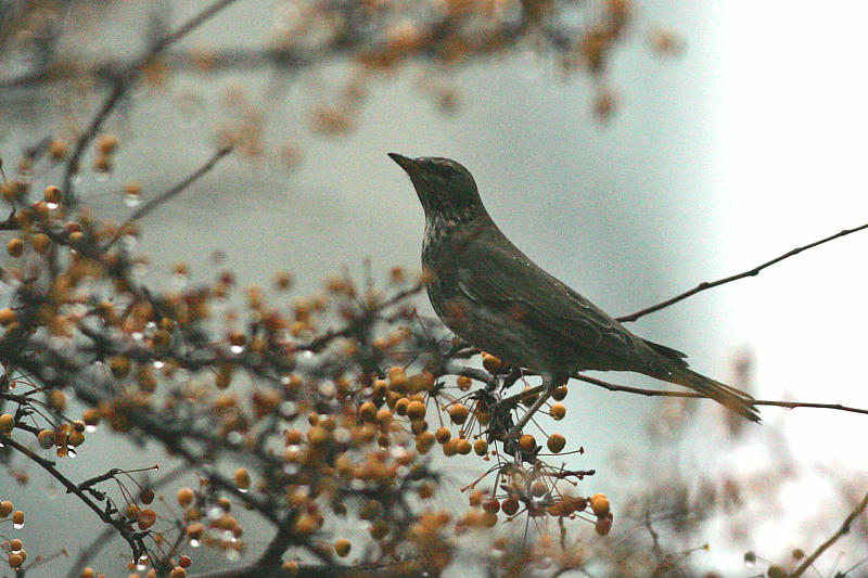 Mustakaularastas Turdus ruficolis atrogularis