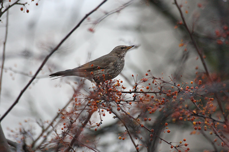 Mustakaularastas Turdus ruficolis atrogularis