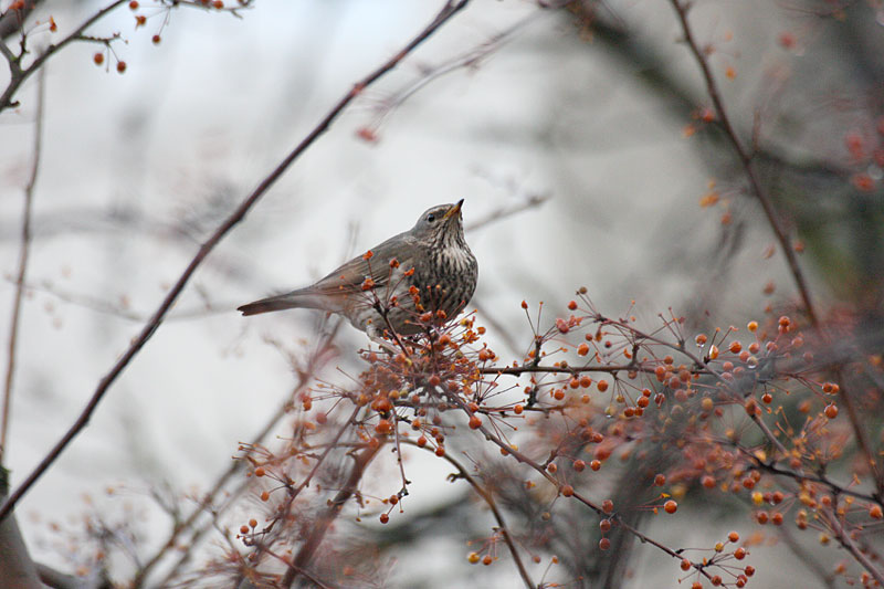 Mustakaularastas Turdus ruficolis atrogularis
