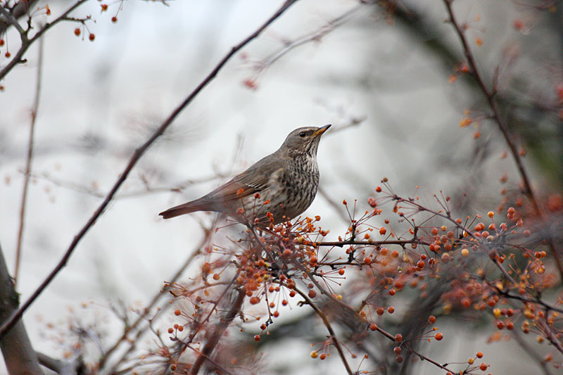 Mustakaularastas Turdus ruficolis atrogularis
