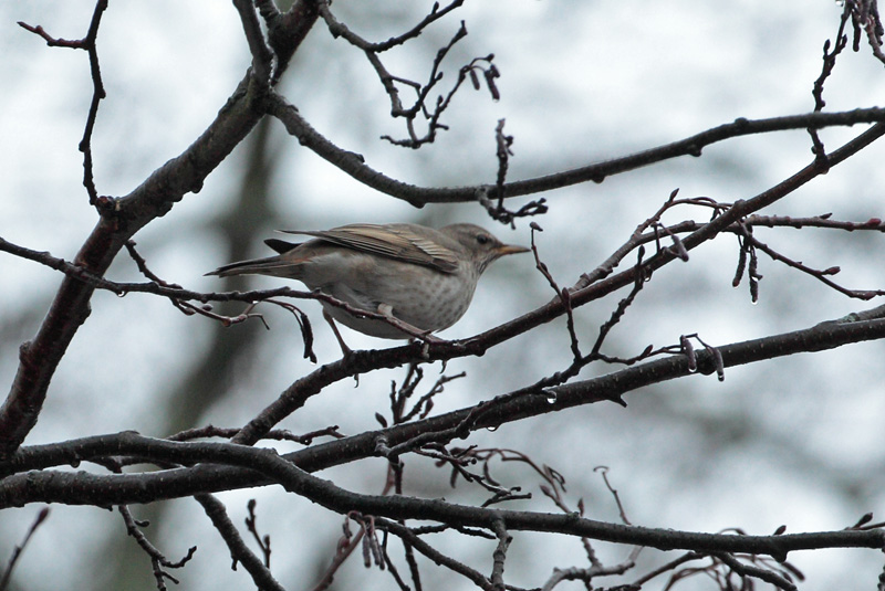 Sepelrastas Ring Ouzel (Turdus torquatus)