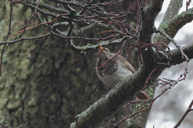 Sepelrastas Ring Ouzel (Turdus torquatus)