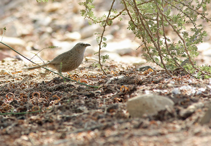 Israel, Eilat