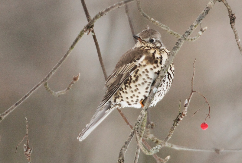 Kulorastas Mistle Thrush (Turdus viscivorus)