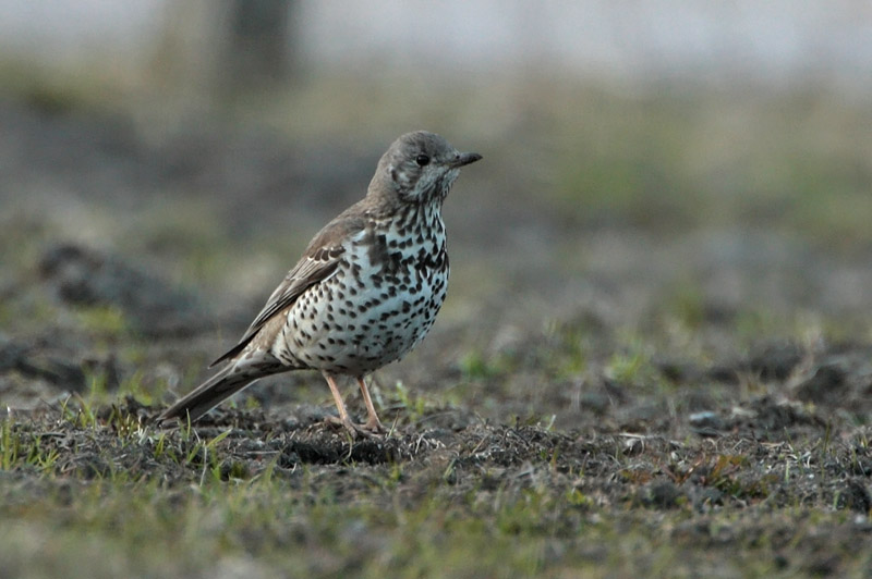 Kulorastas Mistle Thrush (Turdus viscivorus)