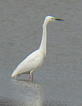 Jalohaikara