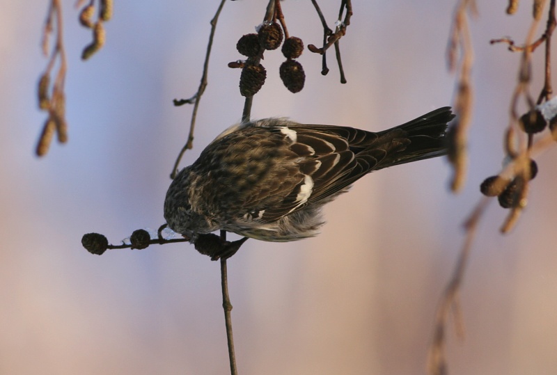 Kirjosiipik�pylintu, Two-barred Crossbill (Loxia leucoptera)