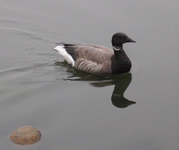 Sepelhanhi Branta bernicla