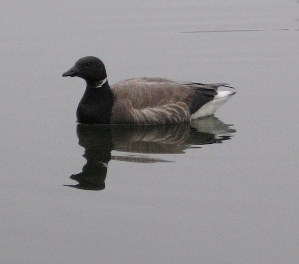 Sepelhanhi Branta bernicla