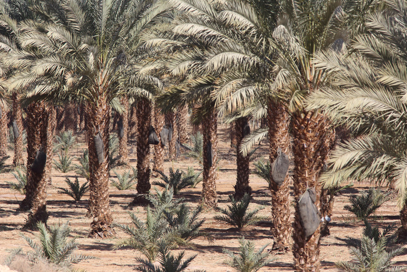 Israel, Eilat