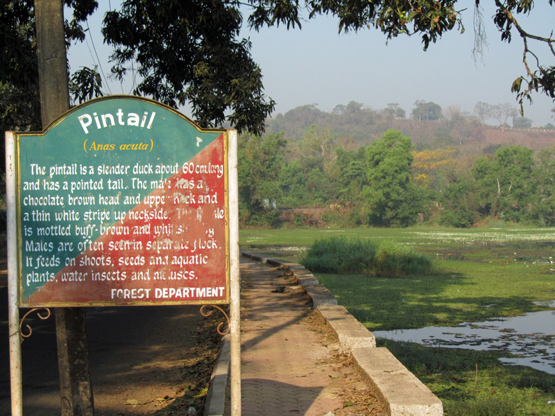 Goa