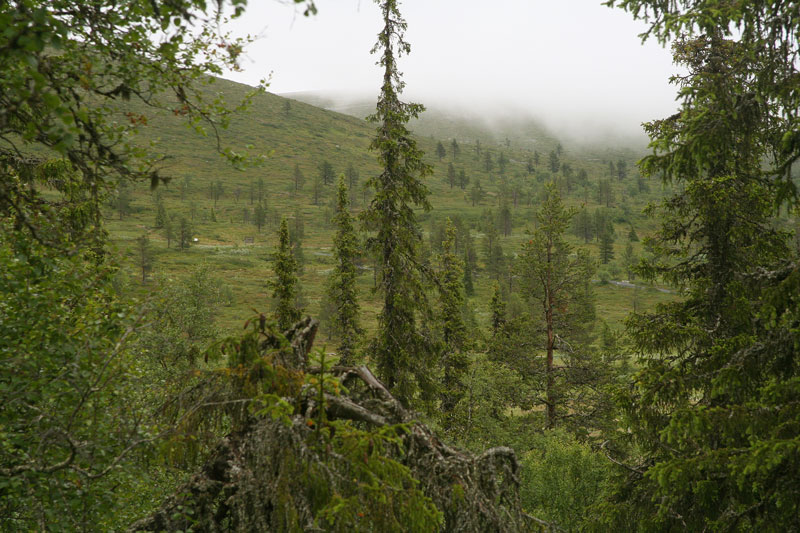 Pallastunturi