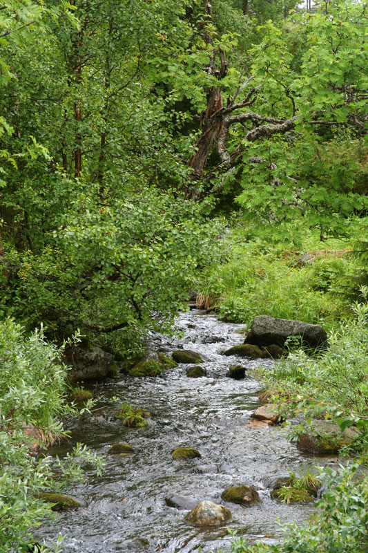 Pallastunturi