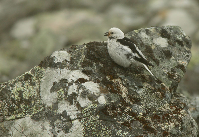 Pallastunturi