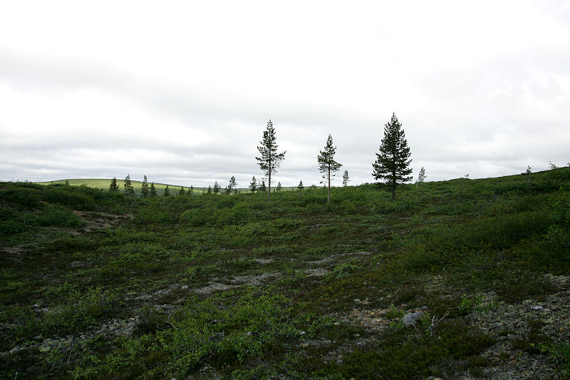 Viimeiset m�nnyt