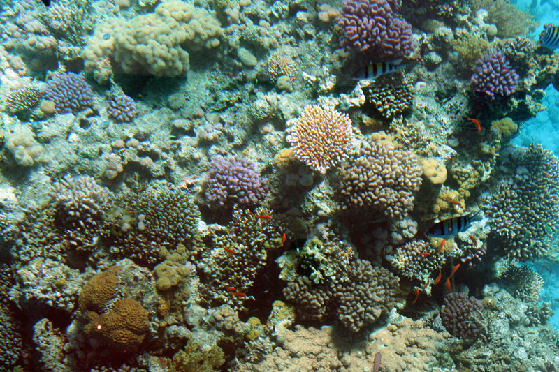 Sharm el Sheikh
