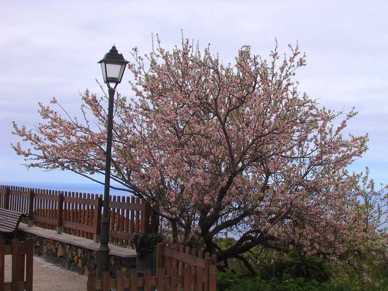 La Palma