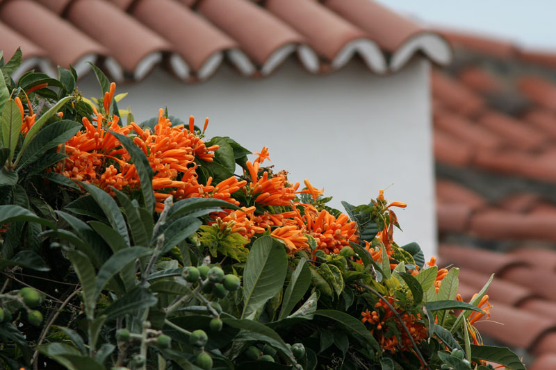 La Palma