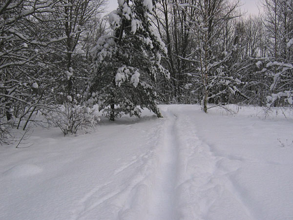 Maisema