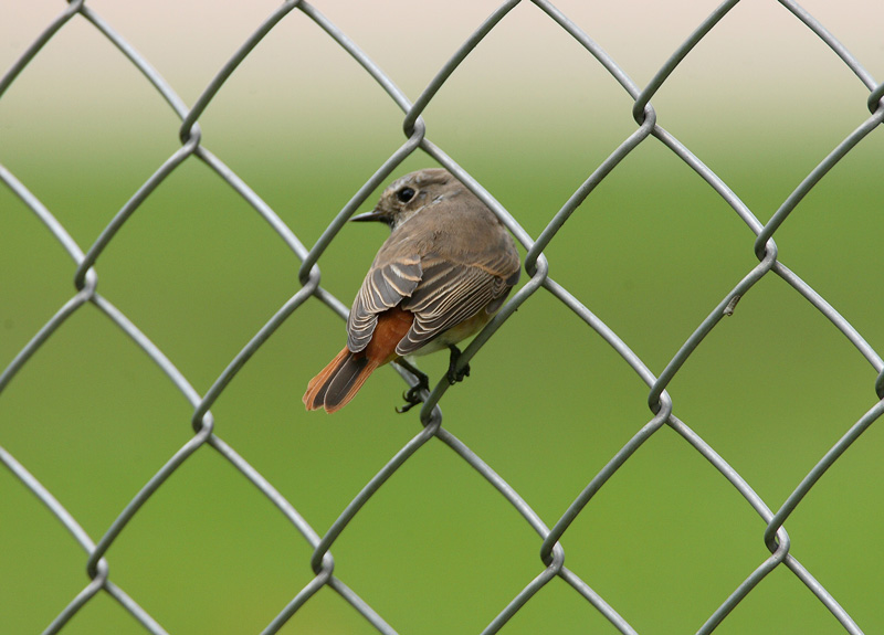 Lepp�lintu Phoenicurus phoenicurus