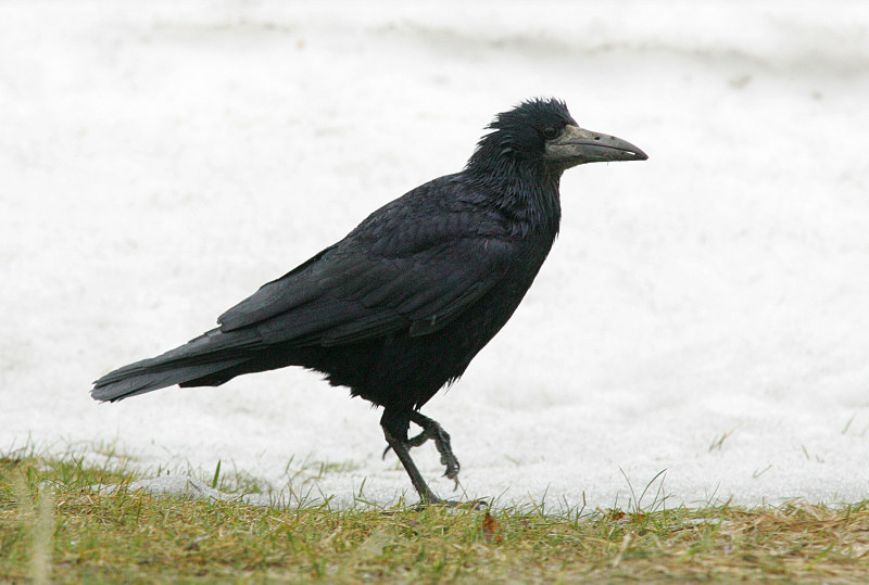 Mustavaris