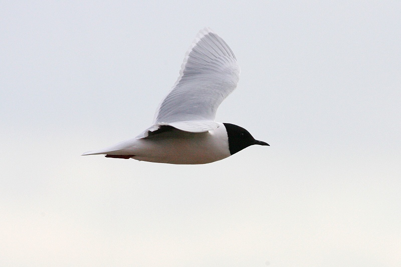 Pikkulokki