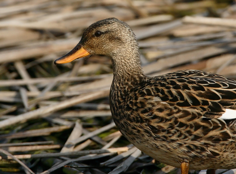 Harmaasorsa